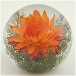 Helichrysum Sm.